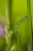 Variable Damselfly mating Denmark