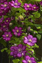 Clematis flowers Denmark 