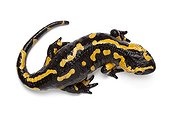 Fire Salamander on a white background ; Stress position