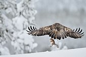Golden eagle catching a squirrel Kuusamo Finland