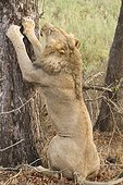 Lion sitting up against a tree Kruger NP South Africa