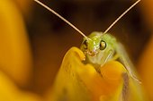 Green lacewing on a yellow flower France