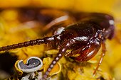Brown centipede on Lichen France 