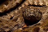 Portrait of Barba Amarilla Mount Grand Matoury French Guyana