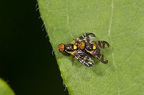 Cherry Fruit Fly mating Allindelille Fredskov Denmark