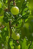 Green Gooseberry Denmark