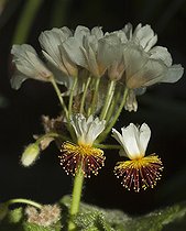 African Hemp flower Denmark
