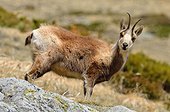 Chamois in the rocks Pyrenees France 