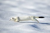 Ermine in wintry livery in snow Bavaria Germany