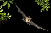 Greater Horseshoe bat flying at night Bulgaria 