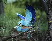 European Roller mating on a branch Bulgaria 