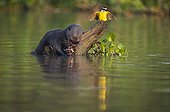 Giant otter eating a fish in water Pantanal Brazil