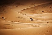 Camel in Merzouga sand dunes South Morocco 