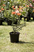 Pincushion pot