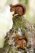 Eurasian red Squirrel - France
