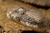 Portrait of Sand Viper in sand Erg Chigaga Morocco