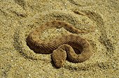 Sand Viper in sand Erg Chigaga Morocco