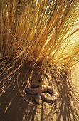Sand Viper in sand Erg Chigaga Morocco