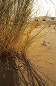 Sand Viper in sand Erg Chigaga Morocco