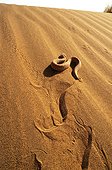 Sand Viper on sand dune Erg Chigaga Morocco