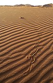Sand Viper on sand dune Erg Chigaga Morocco