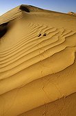 Sand Viper on sand dune Erg Chigaga Morocco