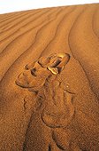 Sand Viper on sand dune Erg Chigaga Morocco