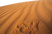 Sand Viper on sand dune Erg Chigaga Morocco