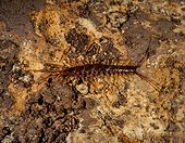 Centipede Sedimentary rock ; Brown centipede, Lithobius forficatus, on Almondinha cave. Central Portugal