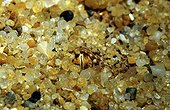 Eye of Sand Viper in sand Erg Chigaga Sahara Morocco