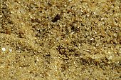 Eye of Sand Viper in sand Erg Chigaga Sahara Morocco