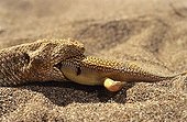 Sand Viper eating a Sand fish Erg Chigaga Morocco