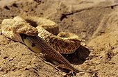Sand Viper eating a Sand fish Erg Chigaga Morocco