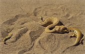Sand Viper eating a Sand fish Erg Chigaga Morocco