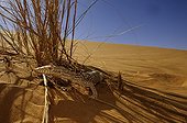 Desert monitor in the shade on a dune Mauritania Chinguetti 