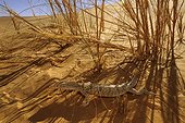Desert monitor in the shade on a dune Mauritania Chinguetti 
