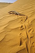 Desert monitor walking on a dune Mauritania Chinguetti 