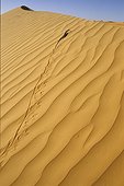 Desert monitor walking on a dune Mauritania Chinguetti 