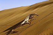 Desert monitor walking on a dune Mauritania Chinguetti 