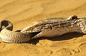 Desert Monitor eating a Sand Viper Mauritania 