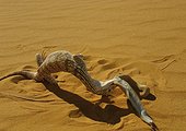 Desert Monitor eating a Sand Viper Mauritania 