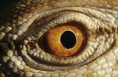 Eye of Desert Monitor Chinguetti Mauritania 