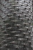 Madagascar palm detail in La Réunion island
