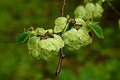 Wych Elm fruits Denmark