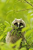 Young Long-eared owl in the leaves Serbia
