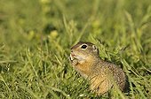 European ground squirrel eating in grass Serbia