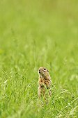 European ground squirrel in grass Serbia