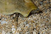 Swan Stromb on sand New Caledonia
