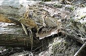 Scratches of a Badger on a trunk France
