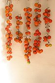 Hanging tomatoes on white wall 